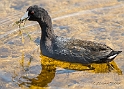 American Coot_MEX6321